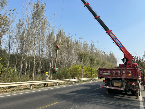 宁津分中心补栽增绿提升道路绿化gogo体育景观效果(图1)